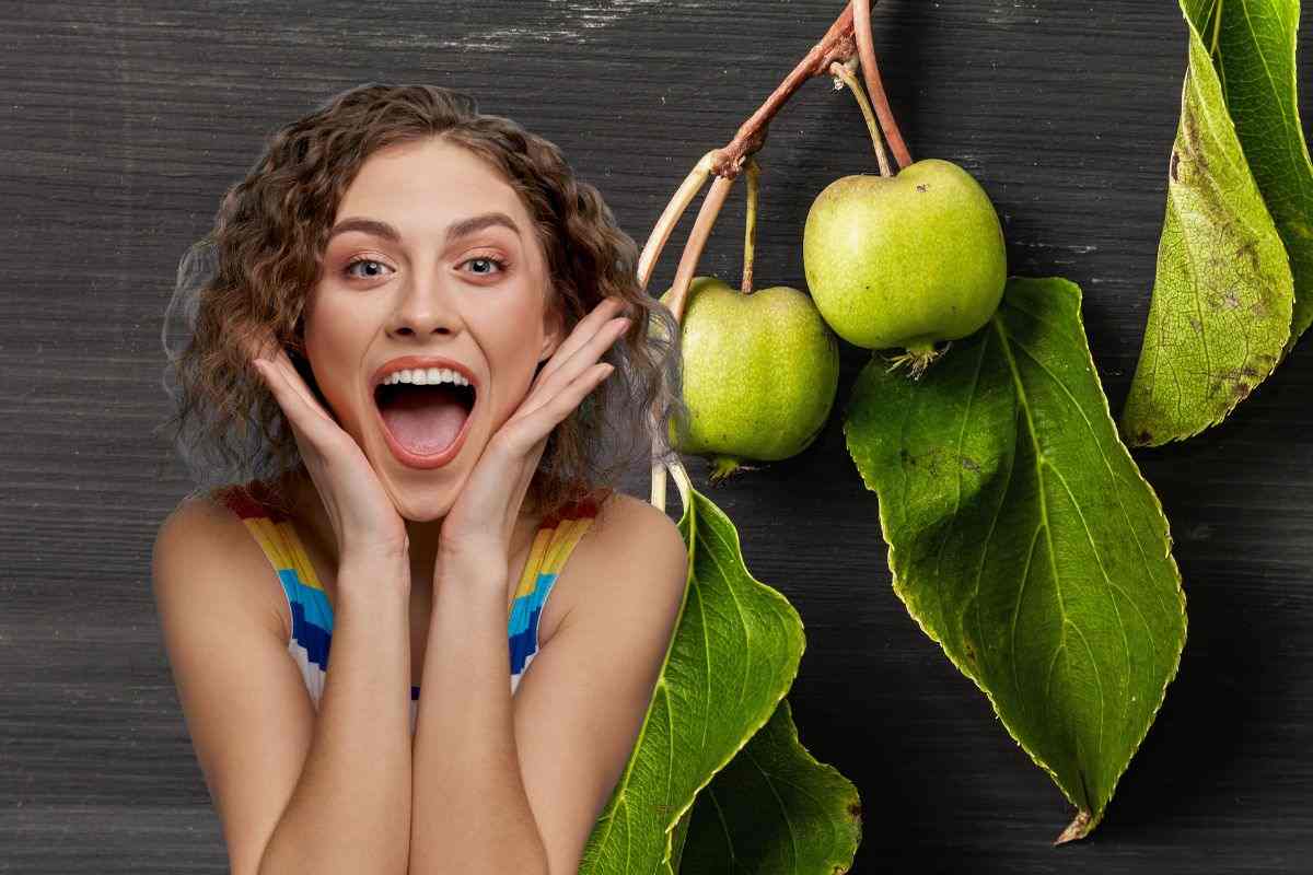 Actinidia arguta pianta di kiwi nani