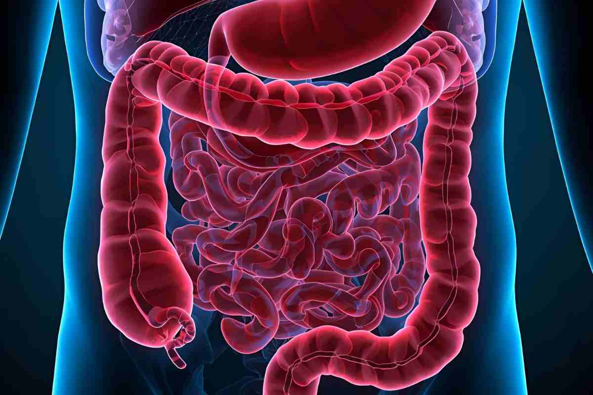 immagine grafica dell'intestino