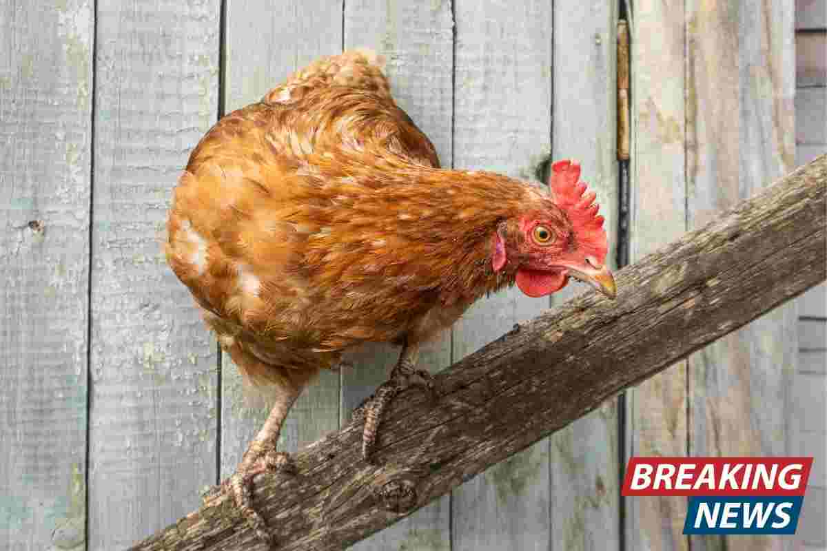 allerta aviaria primo caso