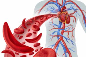 sistema circolatorio vene globuli rossi